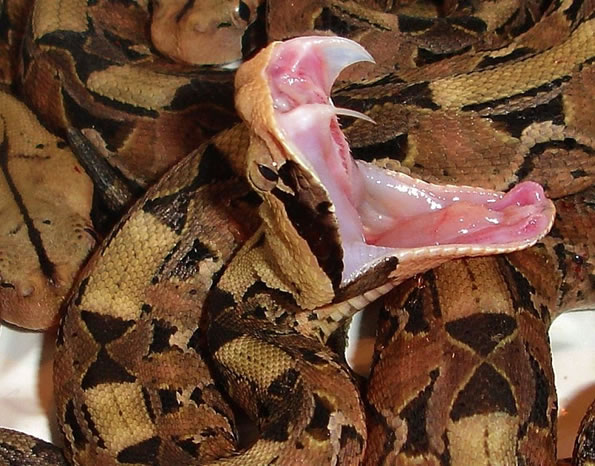 Deadly Snake Photo
