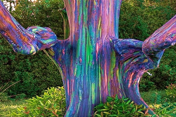 Rainbow Eucalyptus is the most Colorful Tree