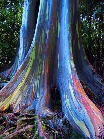 Rainbow Eucalyptus is the most Colorful Tree
