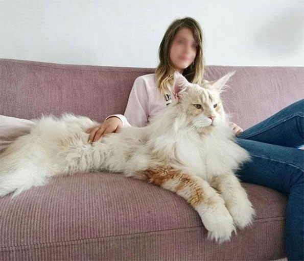 biggest cat