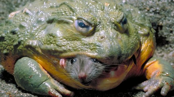 Top 10 Absolutely Weirdest Frog Photos