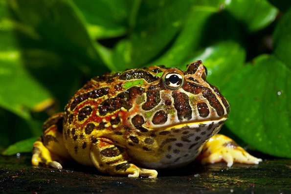 Top 10 Absolutely Weirdest Frog Photos
