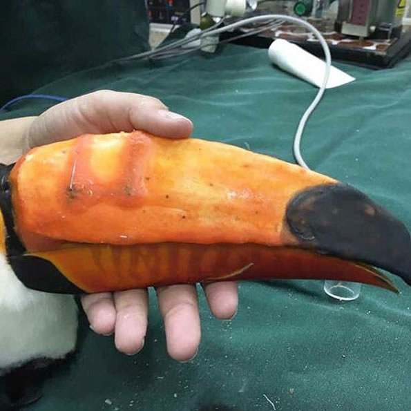 3D Printer Makes New Beak To Saves Life Of Endangered Wild Toucan