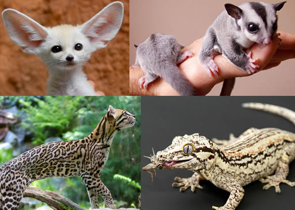 Our Top 10 Most Exotic Pets Species You Can Legally Keep Now