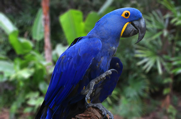 Our Top 10 Most Exotic Pets Species You Can Legally Keep Now