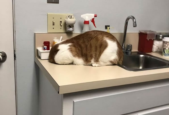 Top 10 Funny Images Of Cats Trying To Hide From The Vet